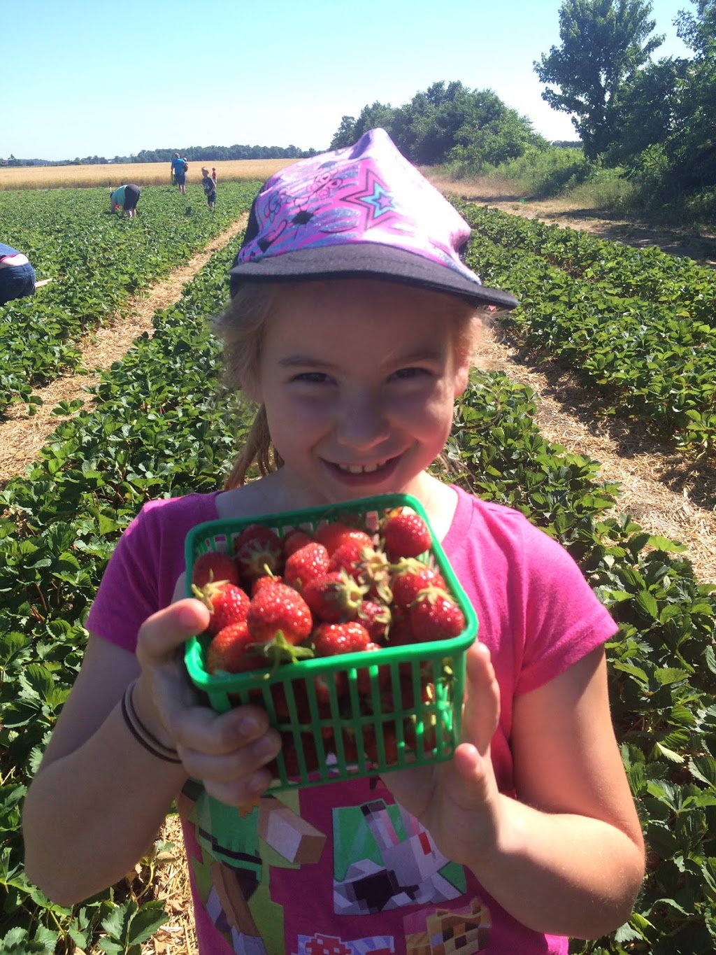 Raymonts Berry Farm | 445 Essex Road 14, Cottam, ON N0R 1B0, Canada | Phone: (519) 839-5422