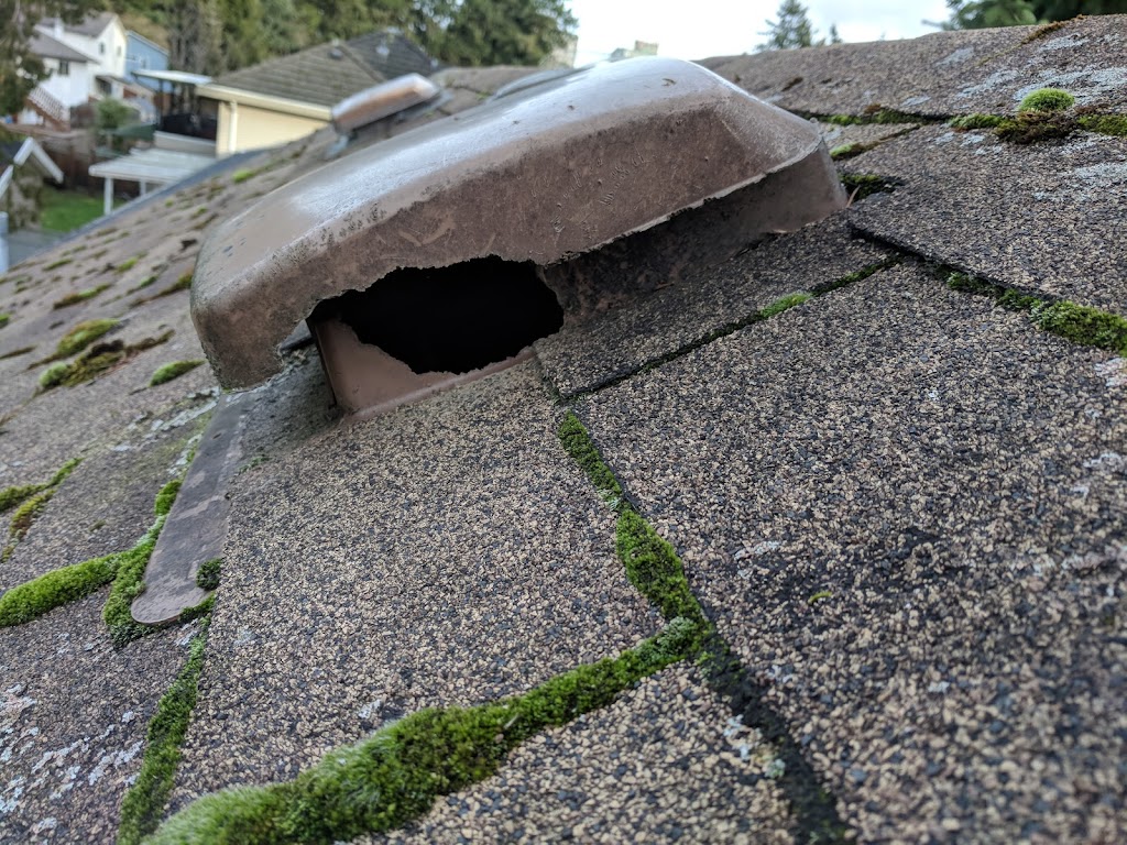 All Green Pest Control Ltd. | 7228 Winston St #2, Burnaby, BC V5A 2G9, Canada | Phone: (604) 990-0100