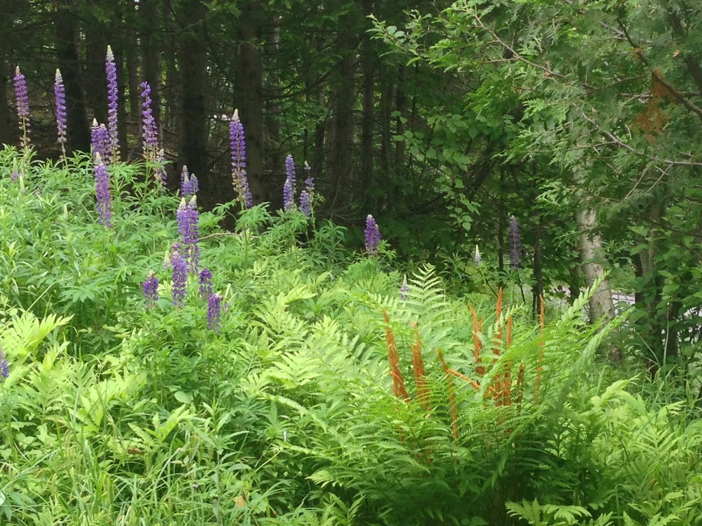 Muskoka Sky Bed and Breakfast Suite | 209 Swallowdale Rd, Huntsville, ON P1H 0A5, Canada | Phone: (705) 788-4842