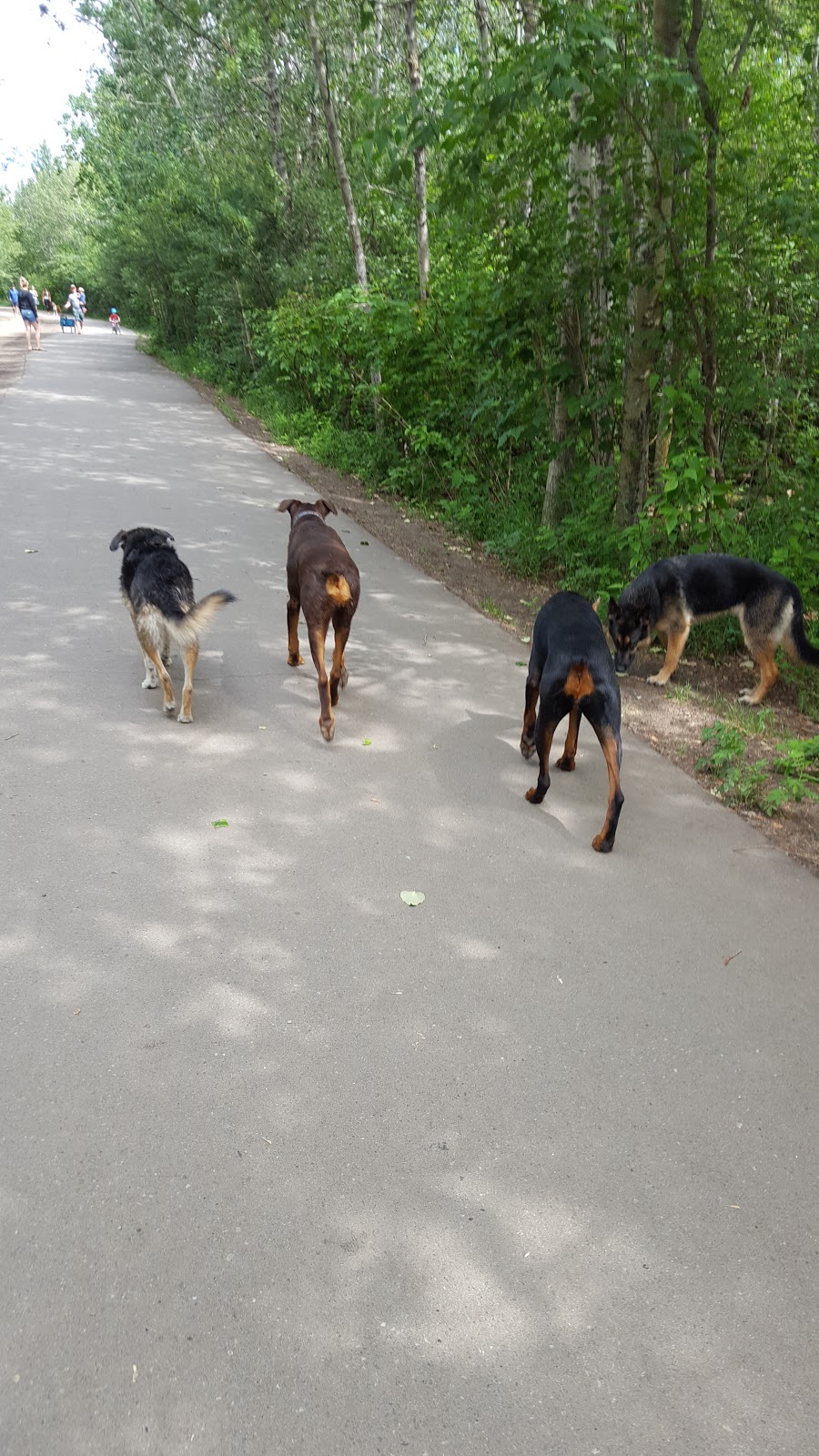 Buena Vista Dog Park | 7821-7823 131 St NW, Edmonton, AB T5R 3N3, Canada