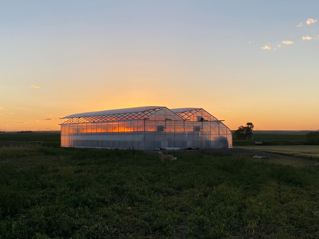 Nexlevel Greens Ltd. | Rr21-1 123041, Picture Butte, AB T0K 1V0, Canada | Phone: (403) 331-1651