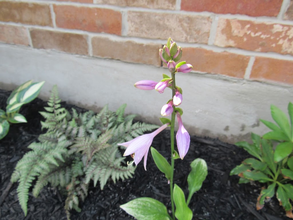 Hosta Choice Gardens | 4897 Irish Dr, Appin, ON N0L 1A0, Canada | Phone: (519) 289-5471