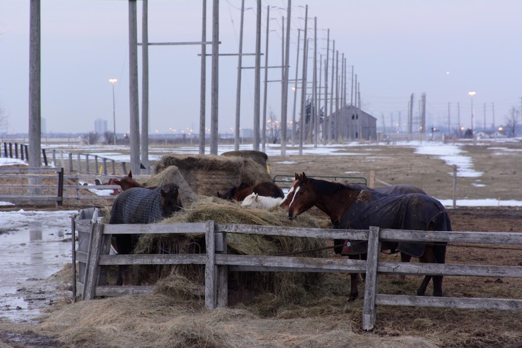 Equine Emporium The | 2800 Meadowpine Blvd, Mississauga, ON L5N 7E6, Canada | Phone: (905) 821-2159