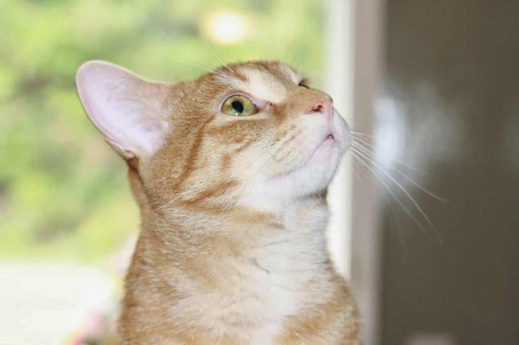 The Royal Pets Hotel and Spa | 2072 3 Line N, Shanty Bay, ON L0L 2L0, Canada | Phone: (705) 726-5034