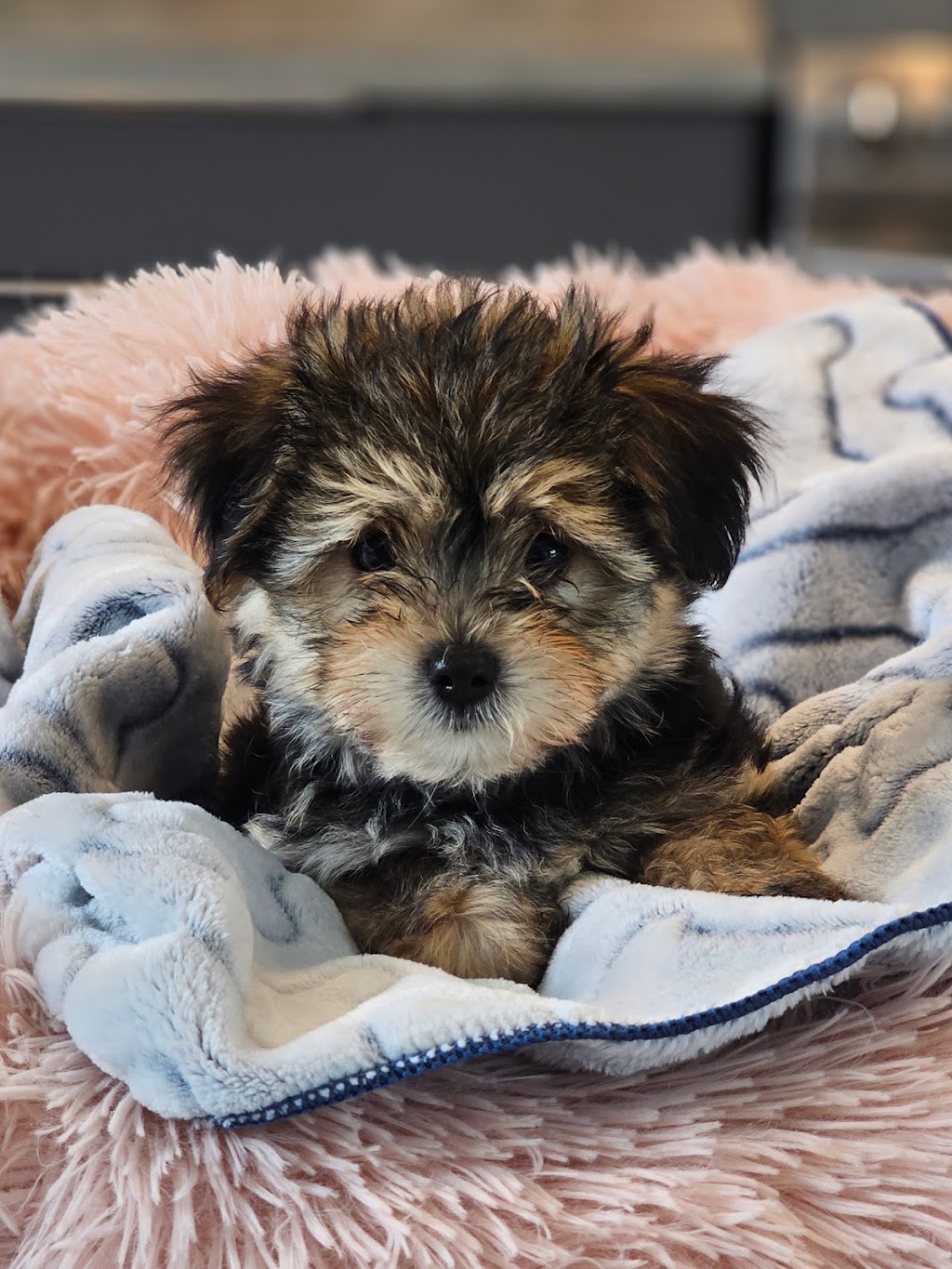 Adoptmycanin | 735 6e Rang, Saint-Calixte, QC J0K 1Z0, Canada | Phone: (514) 926-6909