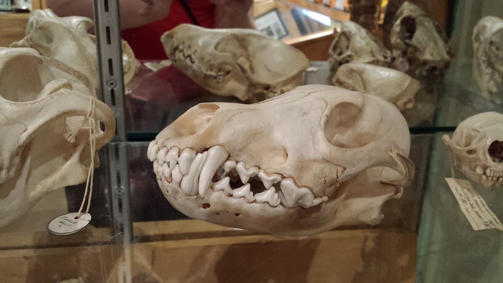 Dorset Museum | 1040 Main St, Dorset, ON P0A 1E0, Canada | Phone: (705) 766-0323
