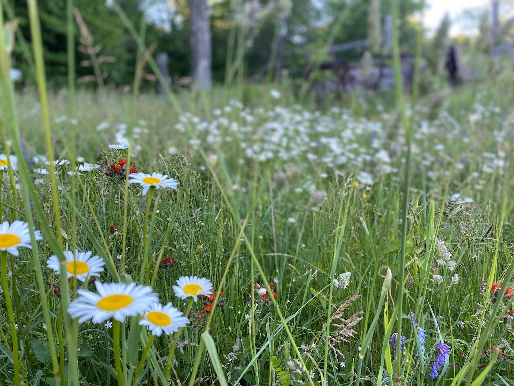 Northernwood Farm | 853 Centreview Rd, Combermere, ON K0J 1L0, Canada | Phone: (613) 401-5563
