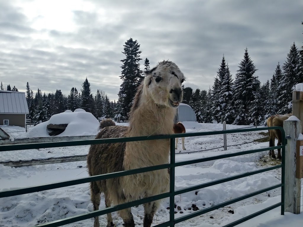 Ranch LaDouceur | 6250 Chemin du 10e Rang, Sainte-Agathe-des-Monts, QC J8C 0N6, Canada | Phone: (819) 321-1329