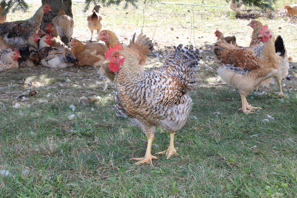 Rockcliffe Farm - Naturally Raised Meat & Produce | 388114 Mono Centre Rd, Mono, ON L9W 6V8, Canada | Phone: (905) 505-6650