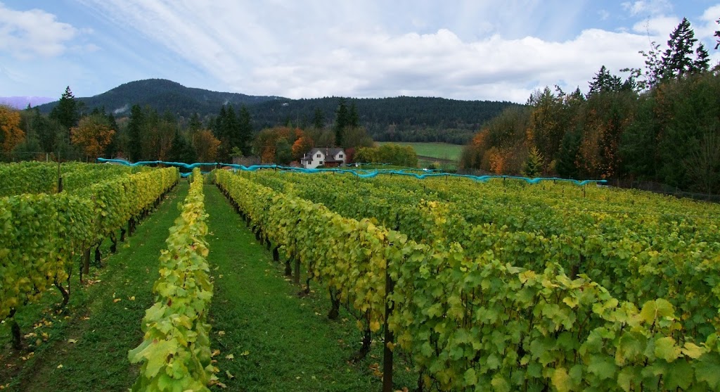 Venturi-Schulze Vineyards | 4235 Vineyard Rd, Cobble Hill, BC V0R 1L5, Canada | Phone: (250) 743-5630