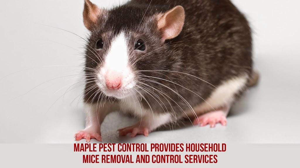 Pest Control | 146 Boom Rd, Maple, ON L6A 3X9, Canada | Phone: (416) 520-8575