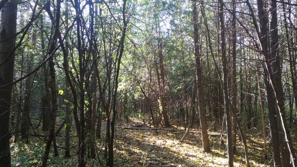 Carter Drive Wooded Area | Grange Hill East, Guelph, ON N1E 1Y1, Canada