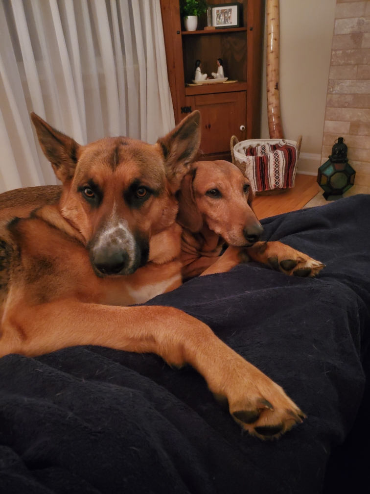 Sunset Strip Veterinary Clinic | 202421, ON-21, Owen Sound, ON N4K 5N7, Canada | Phone: (519) 371-2030
