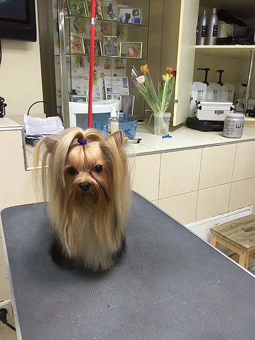 Puppy Cuts & Care | 380 Tower Hill Rd #15, Richmond Hill, ON L4E 0T8, Canada | Phone: (905) 237-8873
