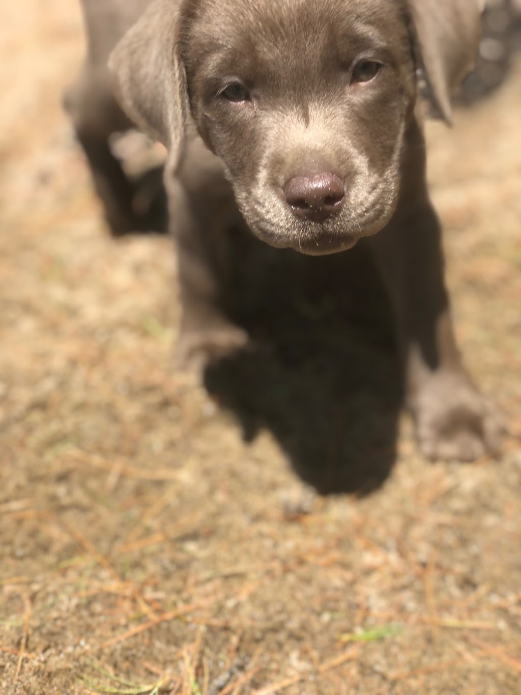 Premium Labradors of Ontario | 8259 Simcoe County Rd 56, Utopia, ON L0M 1T0, Canada | Phone: (720) 385-7301