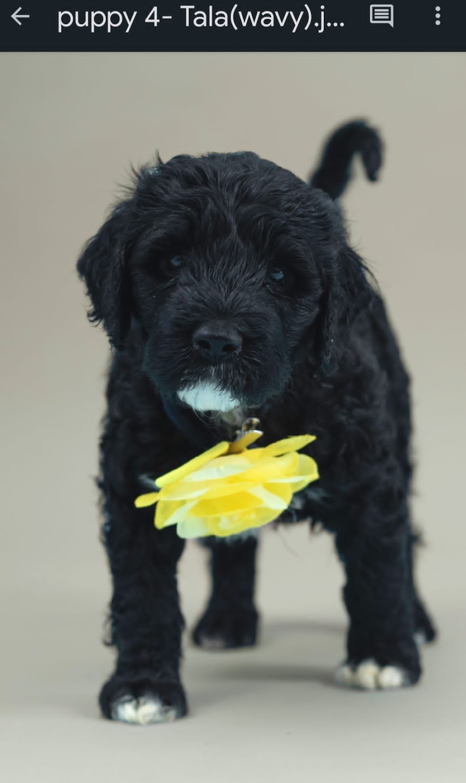 Pura Vida Portuguese Water Dogs | 324 Edgar Bonner Ave, Rockwood, ON N0B 2K0, Canada | Phone: (647) 898-9953