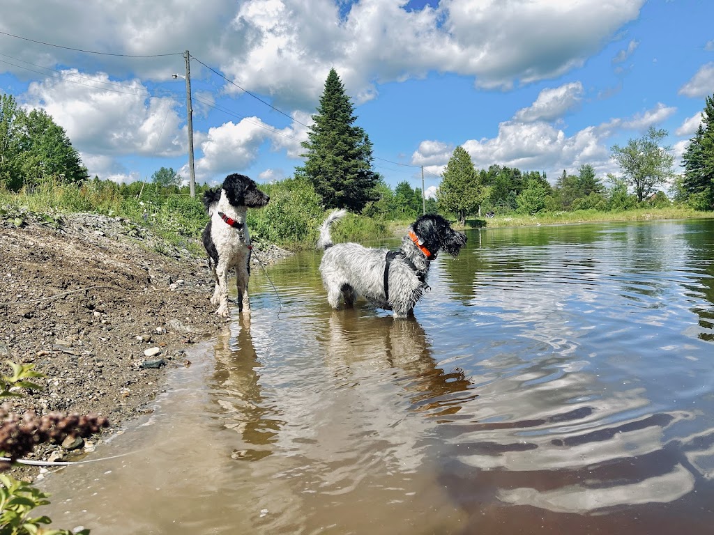 La belle et ses bêtes | 683 QC-263, Disraeli, QC G0N 1E0, Canada | Phone: (819) 806-5538