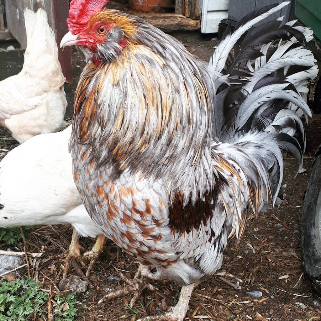 Fermette Alpachèvre | 1672 Grande Allée, Carignan, QC J3L 7P2, Canada | Phone: (438) 884-1142