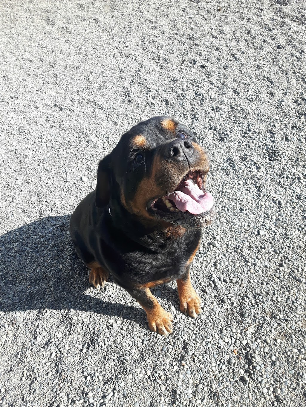 Green Acres Pet Care Centre | 2266 McDermott Rd, Abbotsford, BC V3G 2J7, Canada | Phone: (604) 504-7796