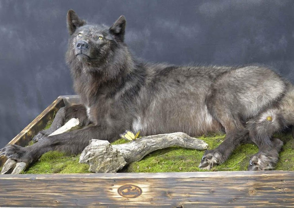 Solitude Taxidermy | 53314 Range Rd 272, Parkland County, AB T7X 3B2, Canada | Phone: (780) 690-6911