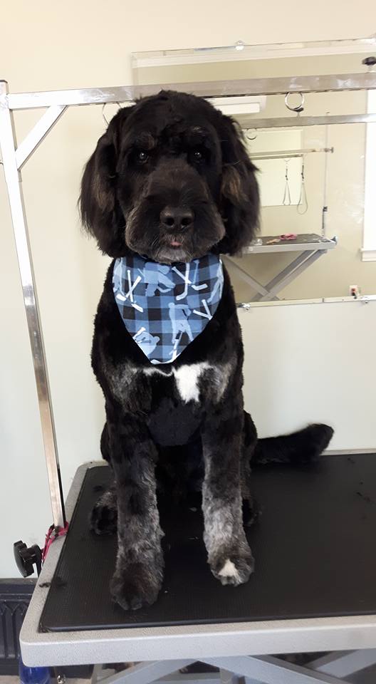 Darling Dogs Grooming | 1096 Main Rd, Shearwater, NS B0J 3A0, Canada | Phone: (902) 407-2435