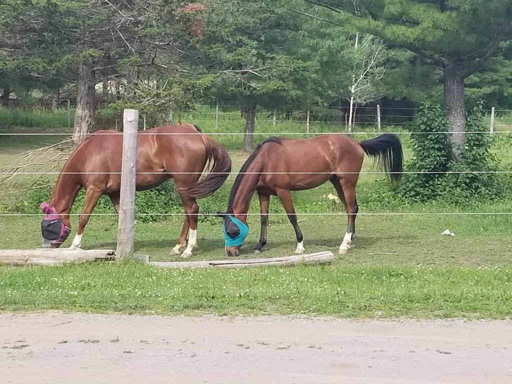 Mapleview Stables | 310 Wickens Rd, Frankford, ON K0K 2C0, Canada | Phone: (226) 239-2863