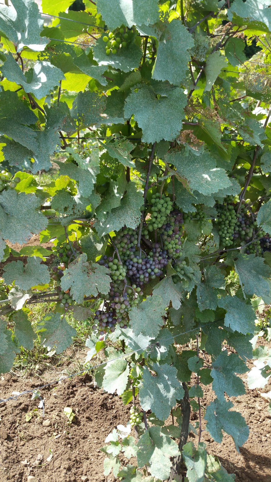 Vignoble les Pervenches | 150 Chemin Boulais, Farnham, QC J2N 2P9, Canada | Phone: (450) 293-8311
