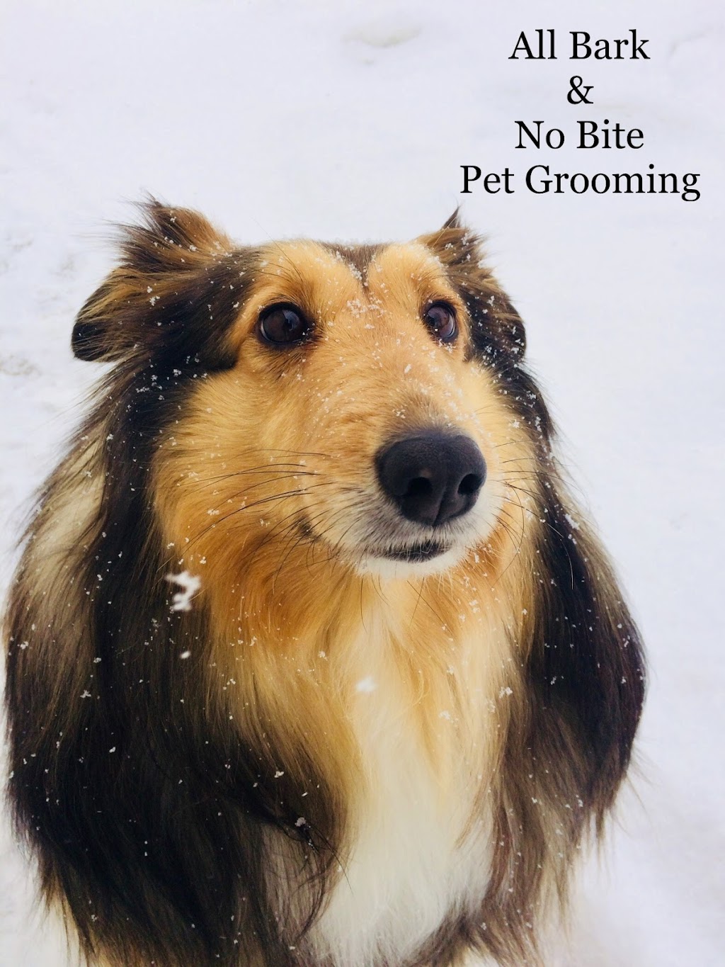 All Bark & No Bite Professional Pet Grooming | 6379 32 Ave NW, Calgary, AB T3B 0K1, Canada | Phone: (403) 863-9291