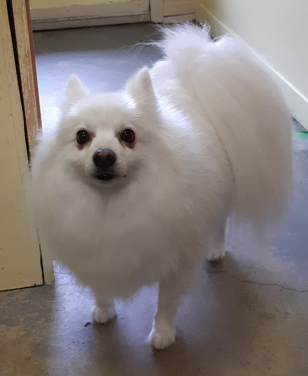 FurBaby Essentials | 131 ON-60, Huntsville, ON P1H 1C2, Canada | Phone: (705) 706-4210