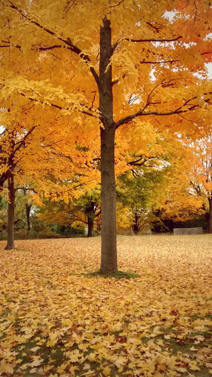 Hiking Trail Entrance | 8000 Conservation Rd #7732, Guelph, ON N1H 6J1, Canada