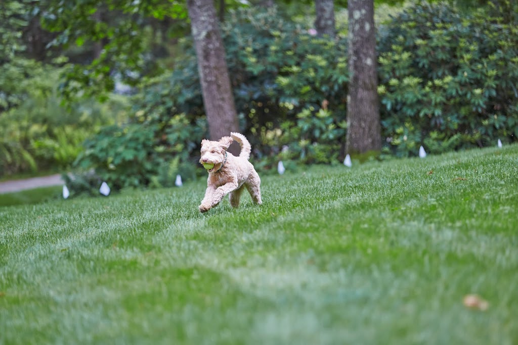 DogWatch of Mid-Canada | 125 Eastwood Dr, East Saint Paul, MB R2E 0C7, Canada | Phone: (204) 654-2420