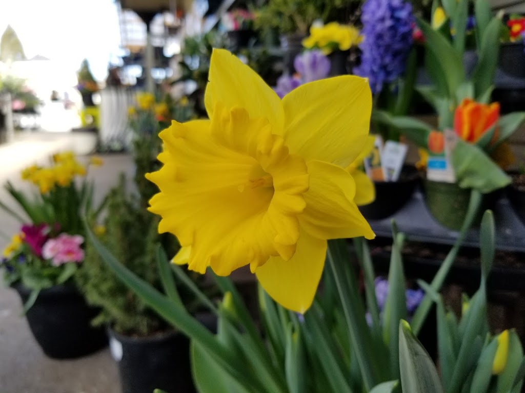 Hunters Garden Centre & Flower Shop | 15175 72 Ave, Surrey, BC V3S 2G3, Canada | Phone: (604) 590-2431