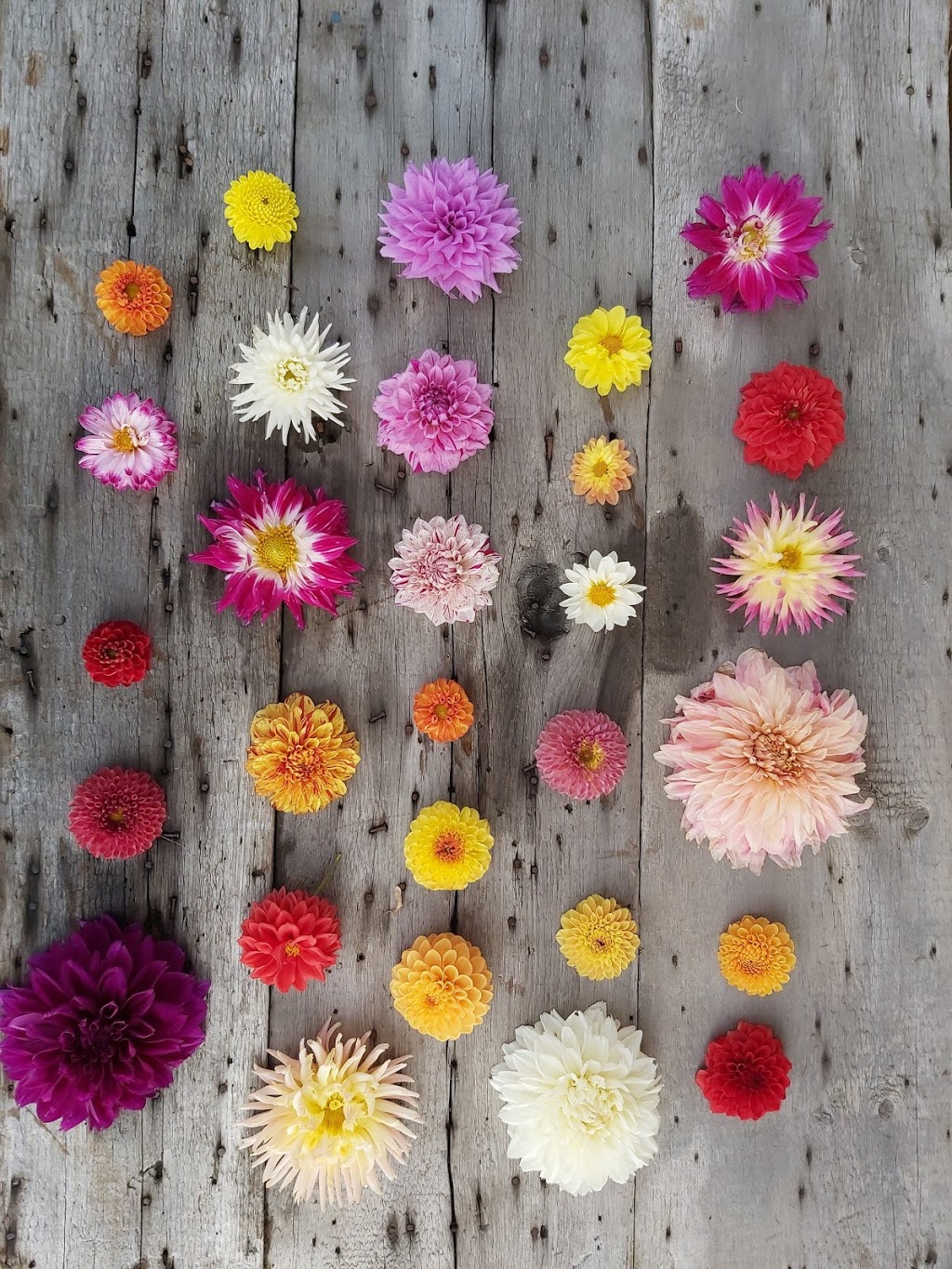 Makkinks Flower Farm | 164604 Kellett Rd, Tillsonburg, ON N4G 4G8, Canada | Phone: (226) 993-2048
