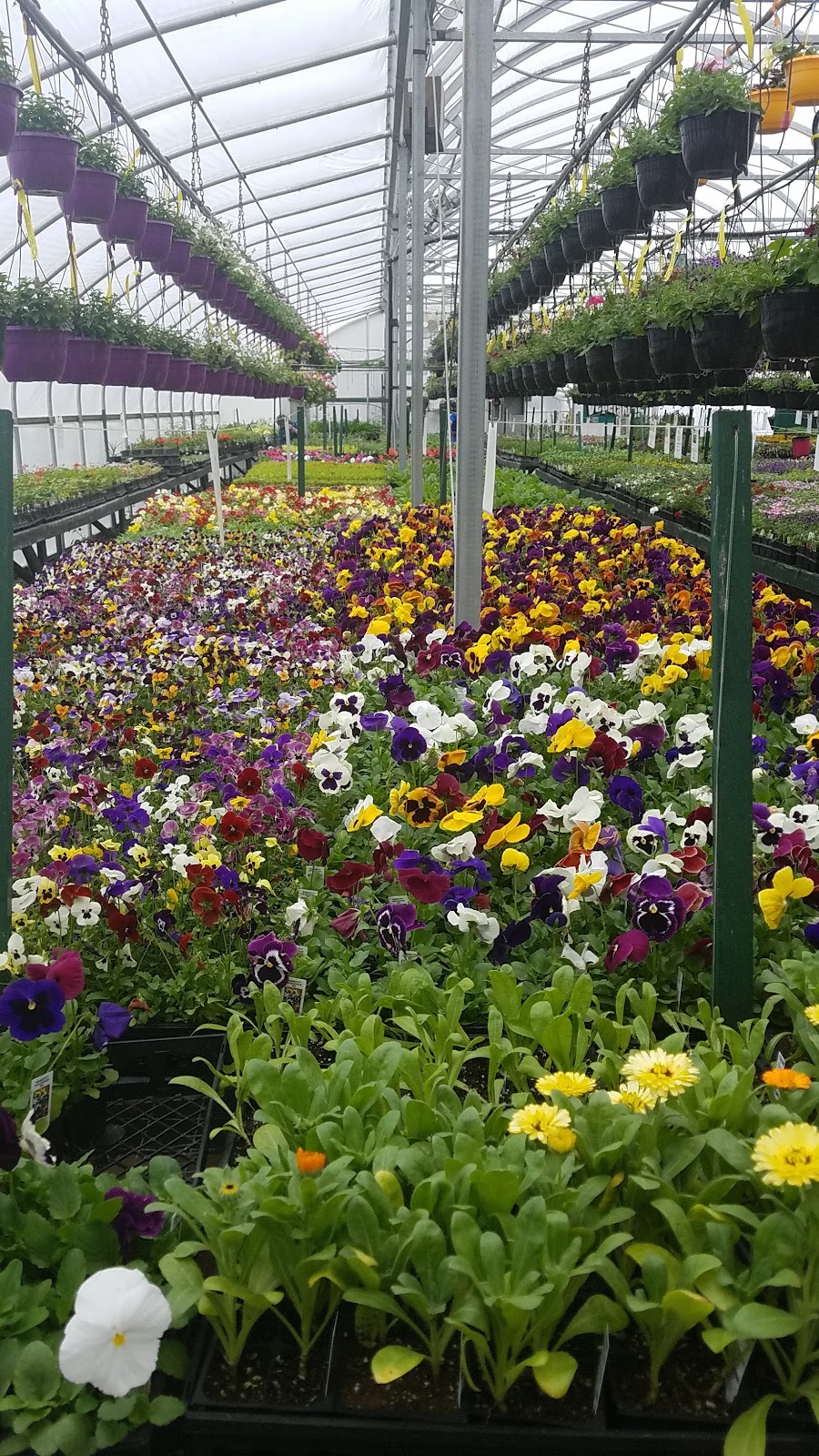 Stonepath Greenhouses | 1142 Quin Mo Lac Rd, Tweed, ON K0K 3J0, Canada | Phone: (613) 478-1675