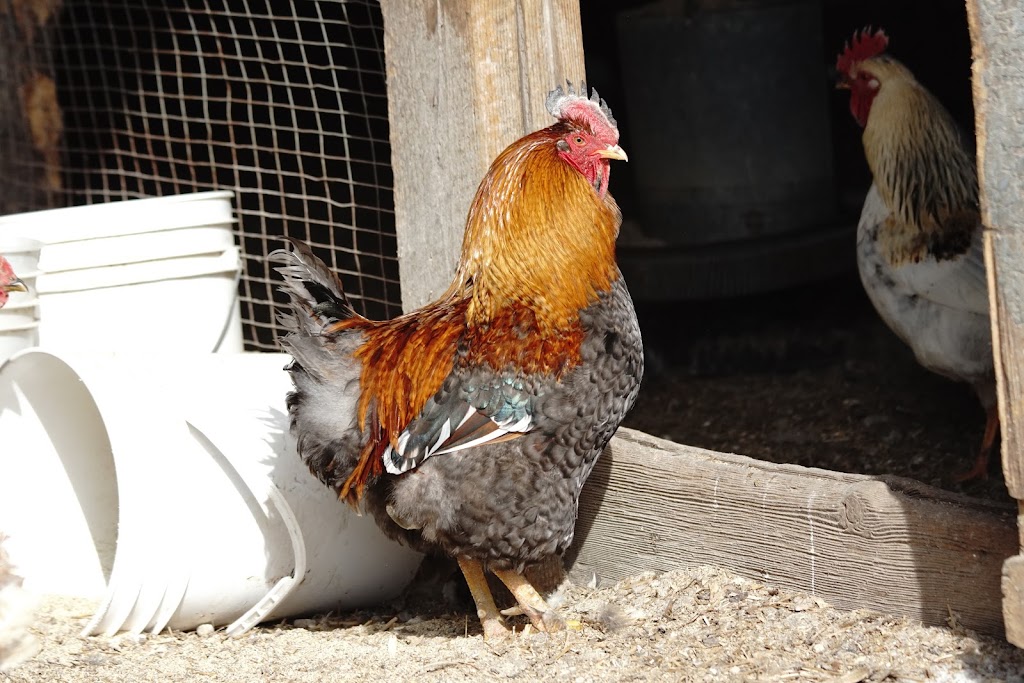 Ferme Bourgeois - Élevage naturel | 7161 Rte Sir Wilfrid Laurier, Mirabel, QC J7N 1P2, Canada | Phone: (450) 258-2117