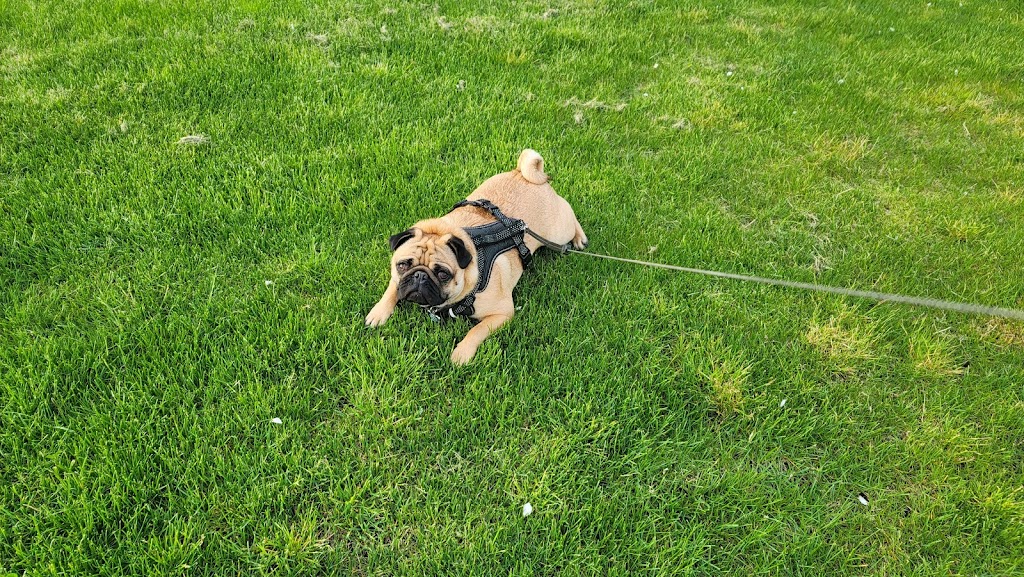 Willchris Kennels Ltd | 14824 40 Ave, Surrey, BC V3S 0L2, Canada | Phone: (604) 576-9603