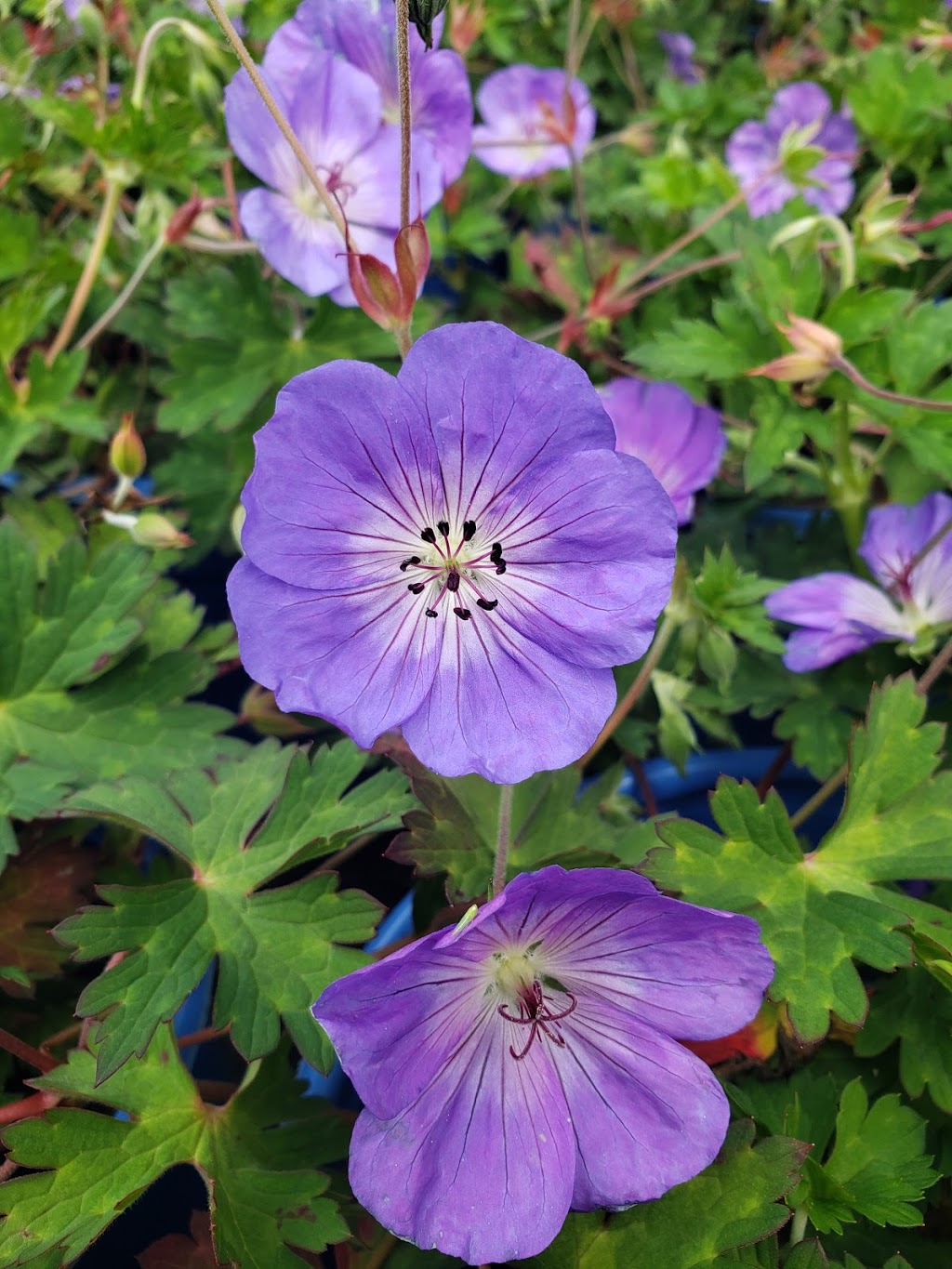 Greenlife Wholesale Nursery | 1770 Manotick Station Rd, Greely, ON K4P 1K4, Canada | Phone: (613) 692-3047
