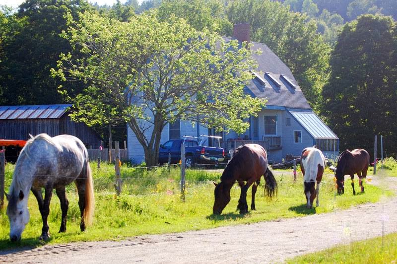 Greenhope Farm | 2478 Wylie Hill Rd., Wylie Hill Rd, Craftsbury Common, VT 05827, USA | Phone: (802) 586-7577