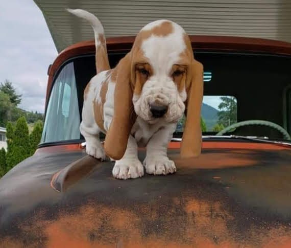 Basset Acres | Range Rd 180, Hilliard, AB T0B 2B0, Canada | Phone: (587) 988-2406
