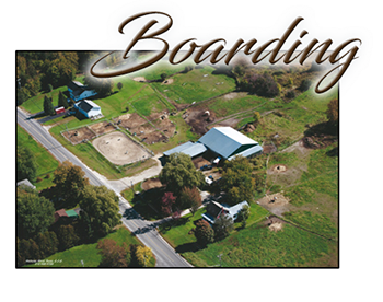 JEM Farm Appaloosas | 55 Elm St, Champlain, NY 12919, USA | Phone: (518) 578-0515