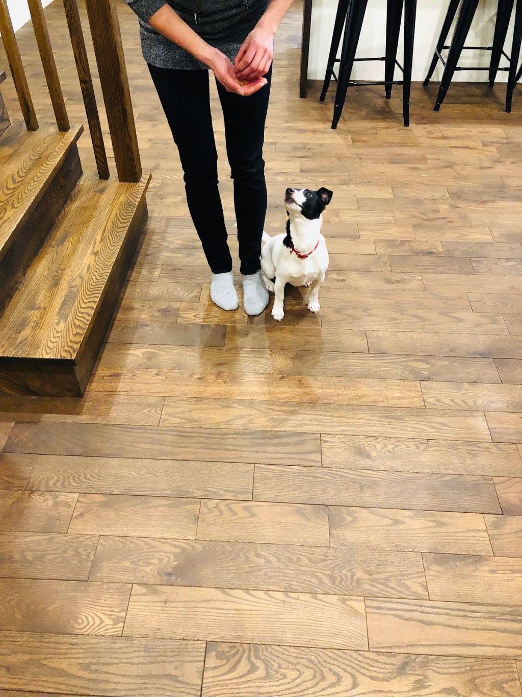 Kala, Services Canins et Équins - Éducation et Dressage - Mirabe | de, Rue De Courcelles, Mirabel, QC J7J 0B3, Canada | Phone: (450) 803-5078