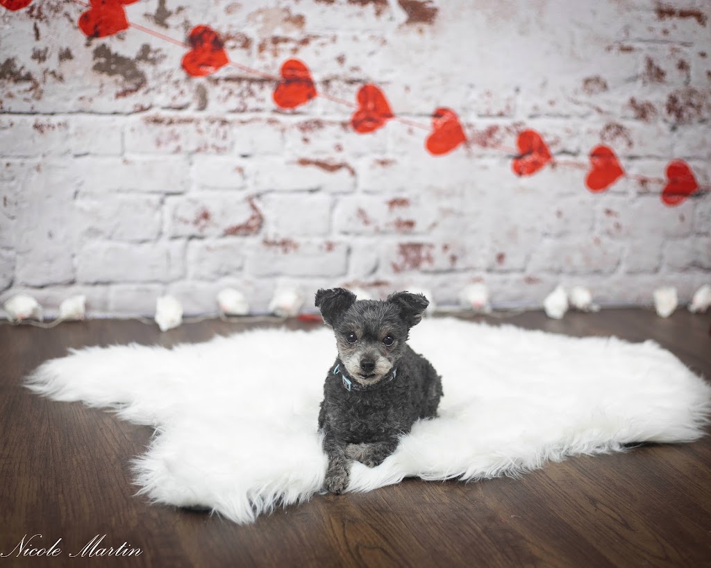 Nicole Martin Lifestyle Photographer | 114 Old Shediac Rd, Memramcook, NB E4K 1W1, Canada | Phone: (506) 869-0754
