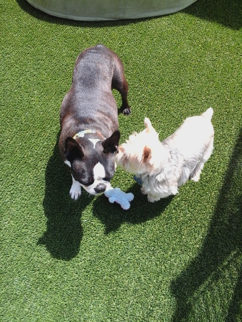 Wag Awhile Doggie Daycare | 570 Steven Ct, Newmarket, ON L3Y 6Z2, Canada | Phone: (905) 836-9247