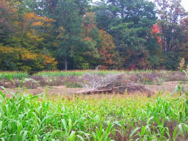 Ruffwood Game Farm | 535 Concession 1 Rd S, Cayuga, ON N0A 1E0, Canada | Phone: (905) 772-7230