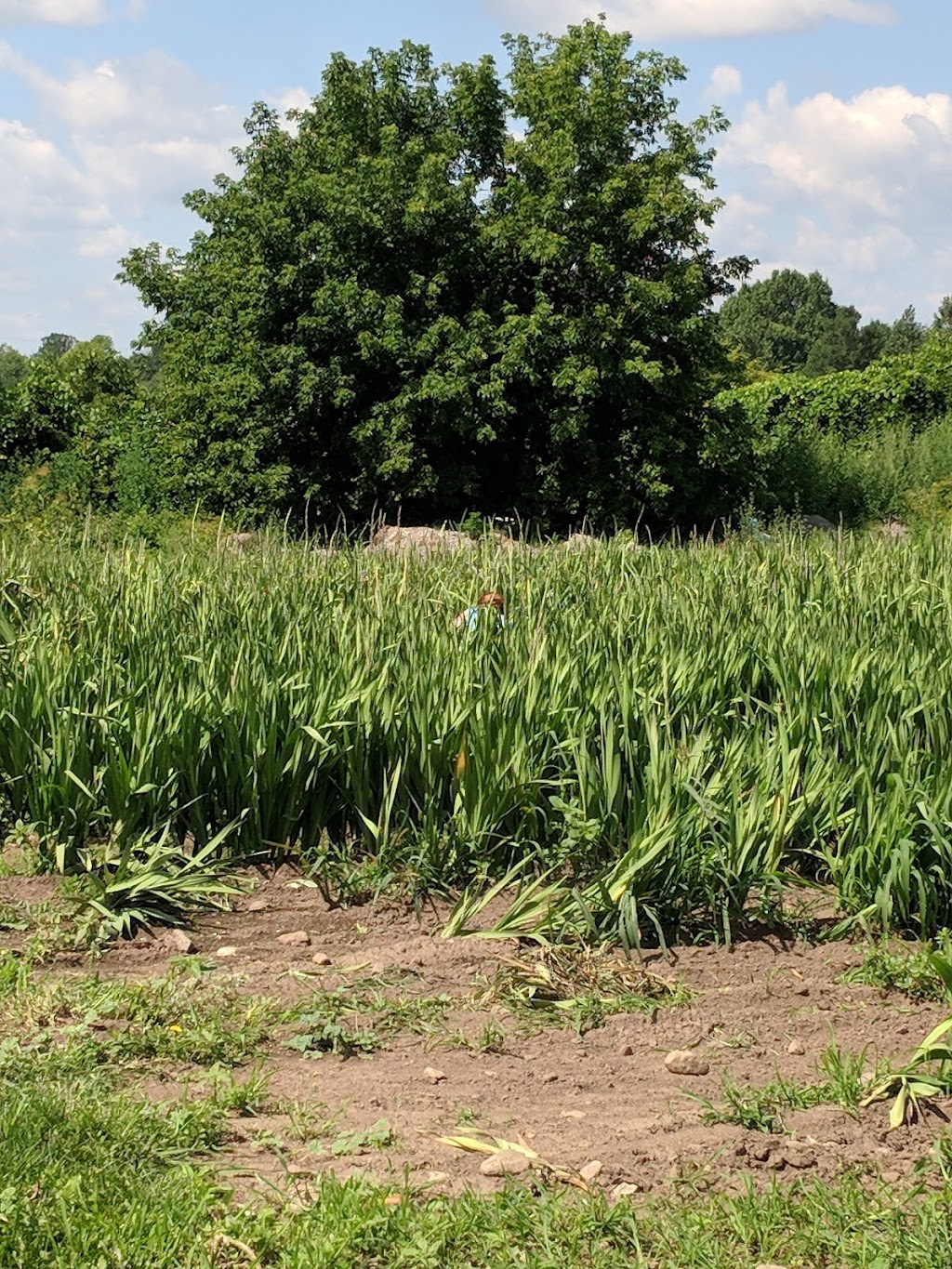 Green Acres Landscaping 127 Rainbow Valley Dr, Smiths Falls, ON K7A