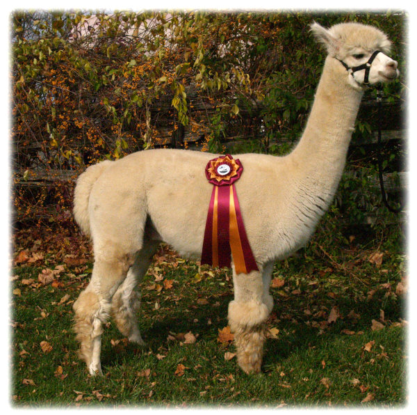 1 Stop Alpaca Farm | 1857 Durham Road #3 WE HAVE MOVED AND, DO NOT OFFER TOURS, Hampton, ON L0B 1J0, Canada | Phone: (905) 261-4240