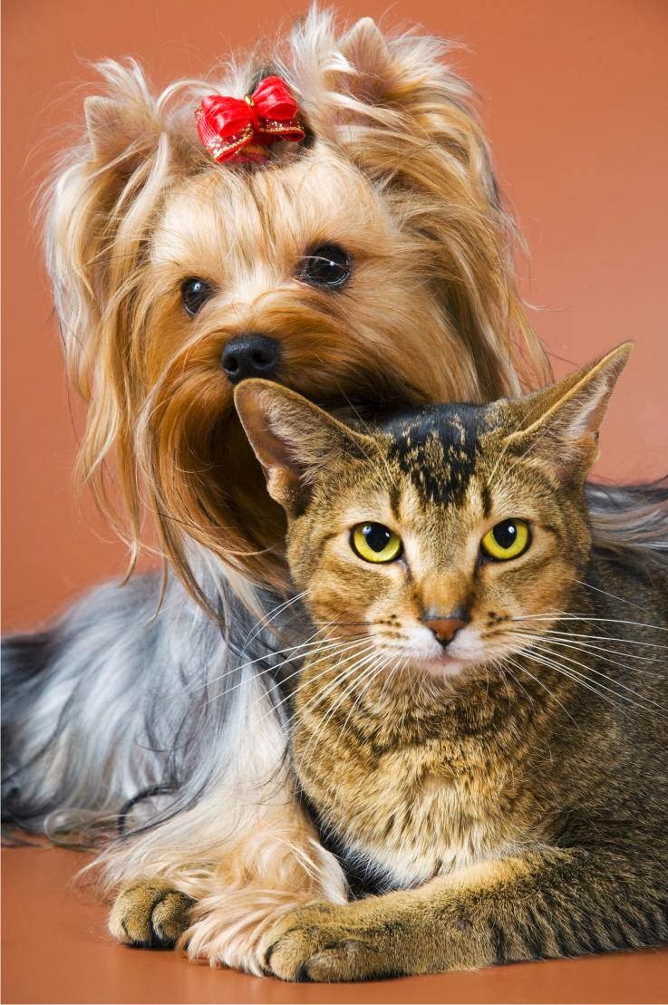 Toronto North Animal Hospital | 317 Sheppard Ave E, North York, ON M2N 3B3, Canada | Phone: (416) 546-7493