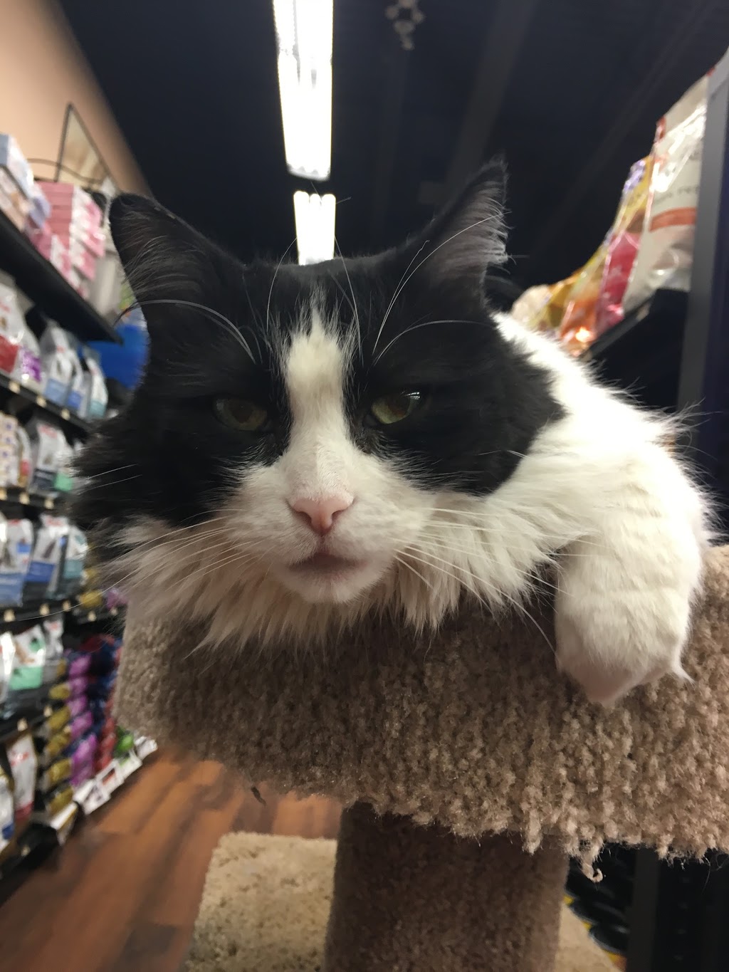Pet Valu | 720 Center St #D2, Thornhill, ON L4J 0A7, Canada | Phone: (905) 881-0396