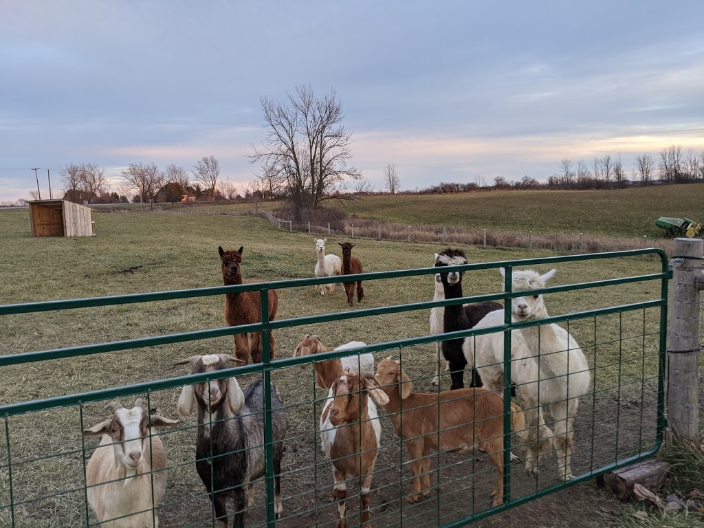 Riverside oasis farm | 6696 Canborough Rd, Wellandport, ON L0R 2J0, Canada | Phone: (289) 442-5733