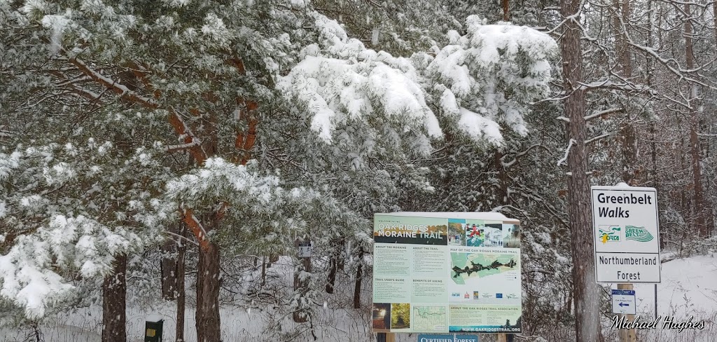 Northumberland County Forest - Morris Rd. Parking | 6607 45, Baltimore, ON K0K 1C0, Canada | Phone: (905) 372-3329 ext. 2303
